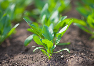 長崎県島原市 田中農園 野菜ができるまで