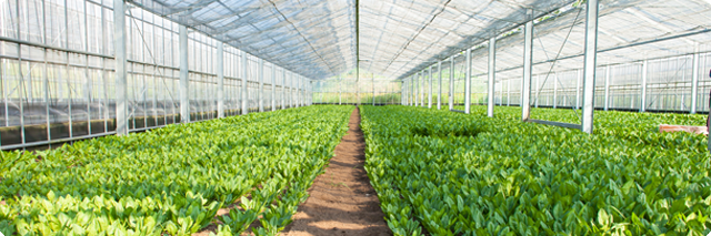 長崎県 田中農園 安心安全な野菜